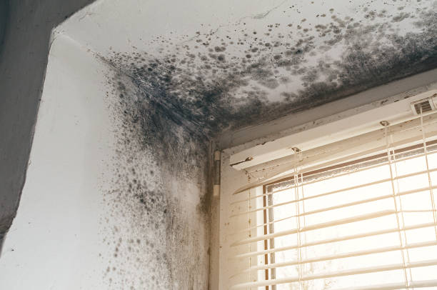 Mold Removal service in Loveville